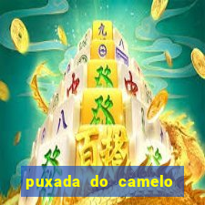 puxada do camelo no jogo do bicho